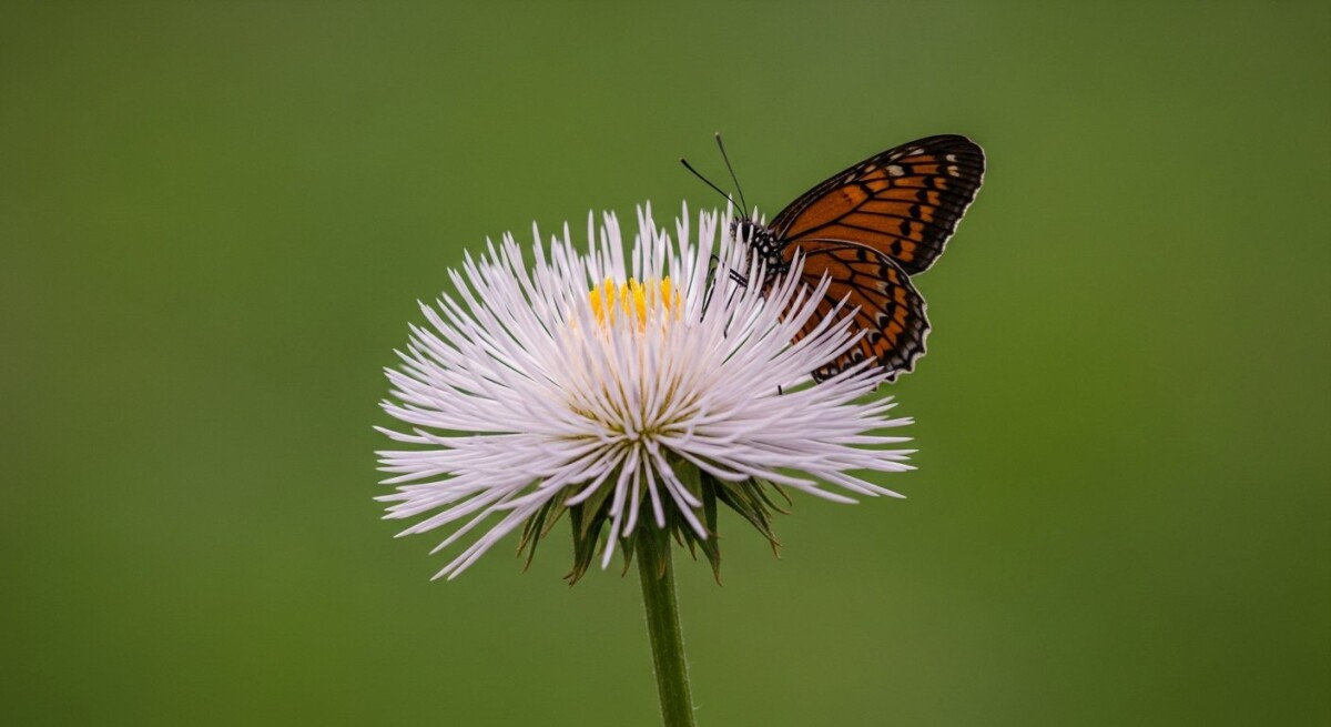 if i have employer insurance and medicare, which is primary